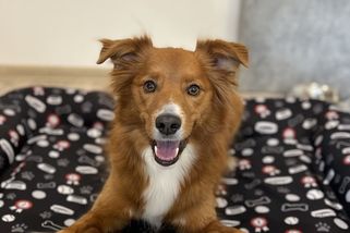 Jak povel „Místo“ přináší klid i ve společnosti: rozhovor s trenérem psů